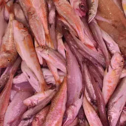 LAZIO Km0 Paranza fresca mista pesce frittura pulito