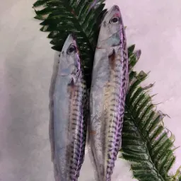 LAZIO Km0 Sgombro marinato maccarello fresco di pescheria