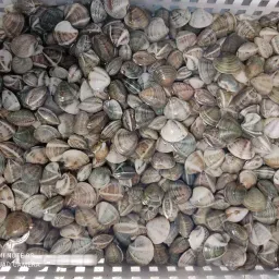 LAZIO Km0 Vongole Lupini Fresche per Spaghetti
