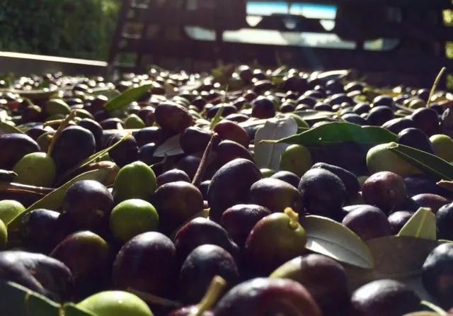 Verdoliva Toscano Olio Extravergine toscano