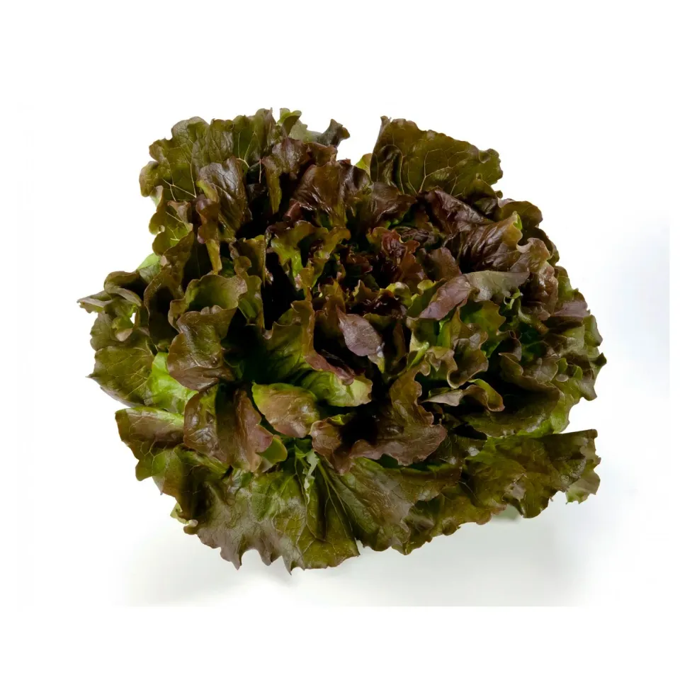 LAZIO Km0 Canasta insalata fresca croccante