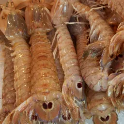 LAZIO Km0 Canocchie cicala di mare fresche