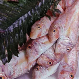 Lazio Km0 Triglia pesce fresco già pulito FAO 37