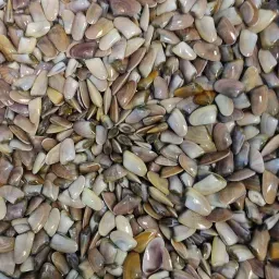 LAZIO Km0 vongole telline fresche Donax Trunculus