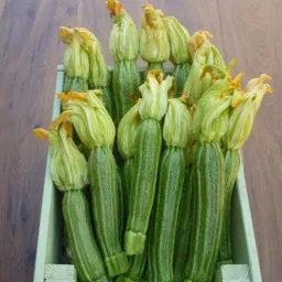 LAZIO Km0 Zucchine romanesche verdura bio ricche di fibre