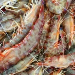 LAZIO Km0 Mazzancolla pesce fresco alla griglia
