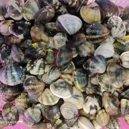 LAZIO Km0 Vongole veraci pesce fresco selezionato