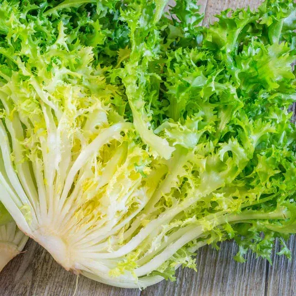 LAZIO Km0 Indivia riccia insalata fresca leggera