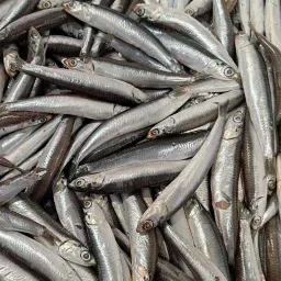 LAZIO Km0 Alici pulite e spinate pesce fresco