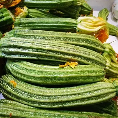 LAZIO Km0 Zucchine romanesche verdura bio ricche di fibre