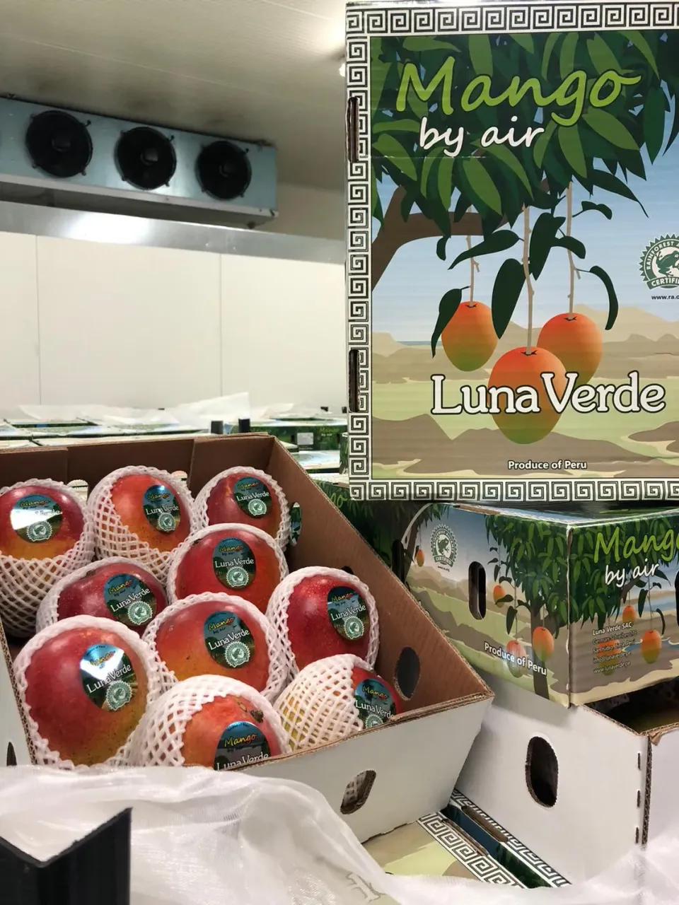 Top Italia Mango frutta fresca dolce