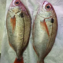 LAZIO Km0 Pezzogna Pagello pesce fresco pulito FAO 37