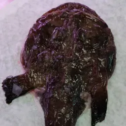 LAZIO Km0 Pescatrice pesce fresco già pulito