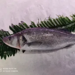 LAZIO Km0 Spigola (o branzino) allevato pesce