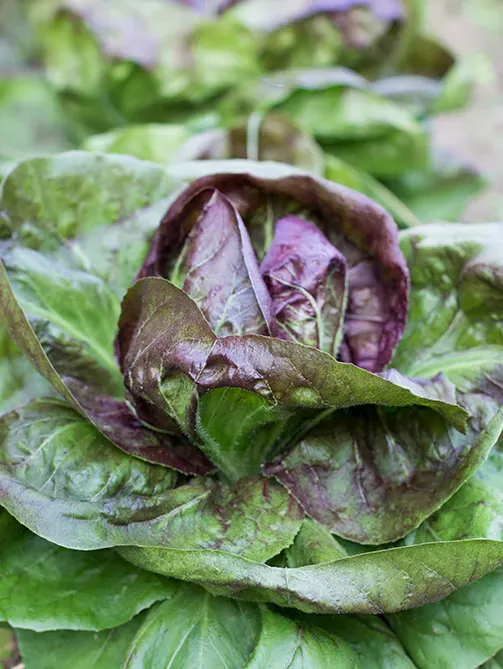 LAZIO Km0 Radicchio verdura fresca leggera