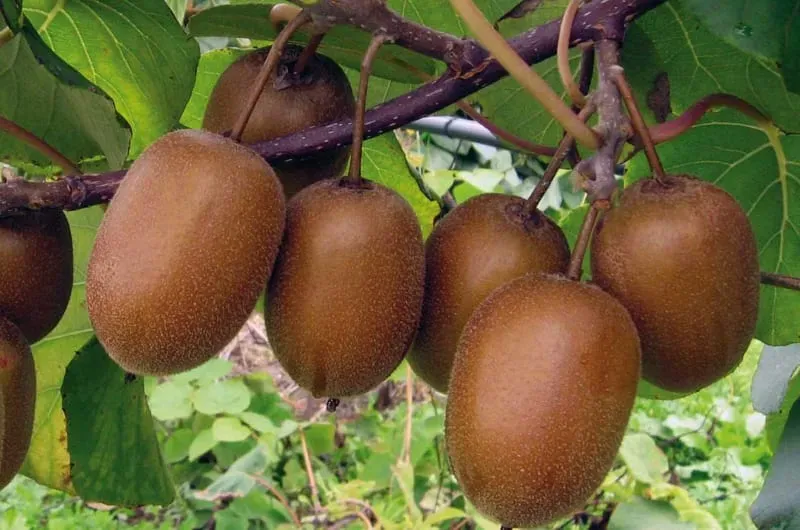 LAZIO Km0 Kiwi frutta fresca ricca di vitamina C