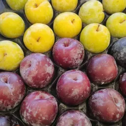 LAZIO Km0 Prugne gialle e nere frutta fresca