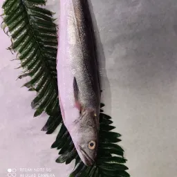 LAZIO Km0 Merluzzo pesce fresco pulito