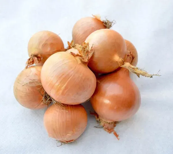 LAZIO Km0 Cipolle Dorate verdura fresca diuretica