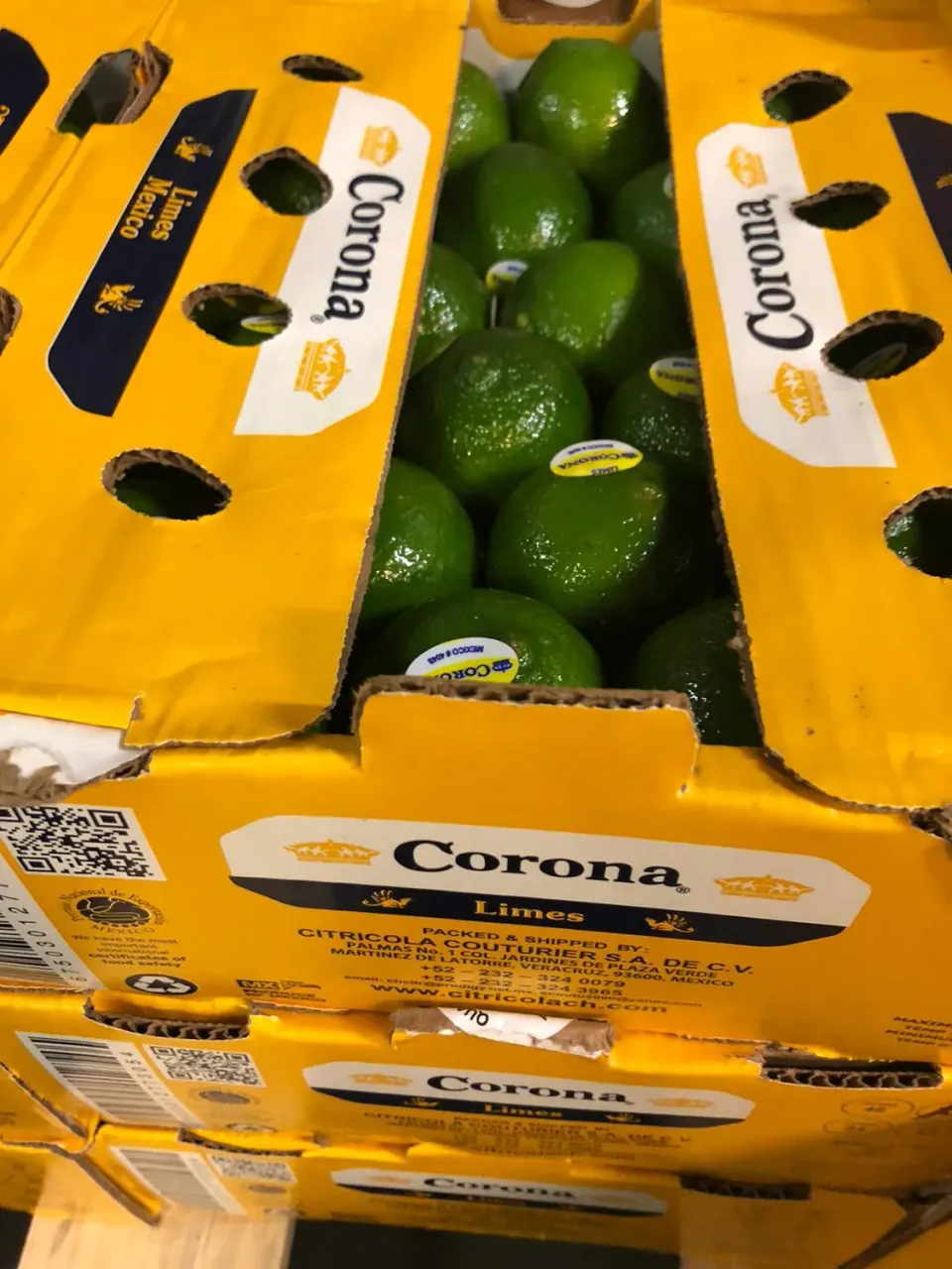 Top Italia Avocado fresco frutto maturo