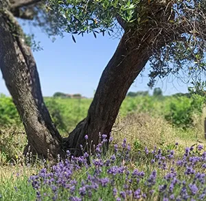 LAZIO Km0 miele millefiori Castelli Romani