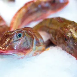 LAZIO Km0 Gallinella pesce fresco già pulito