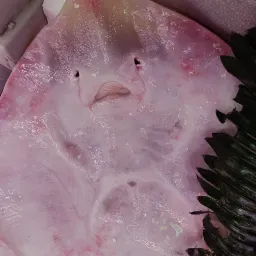 LAZIO Km0 Razza Arzilla pesce fresco intera